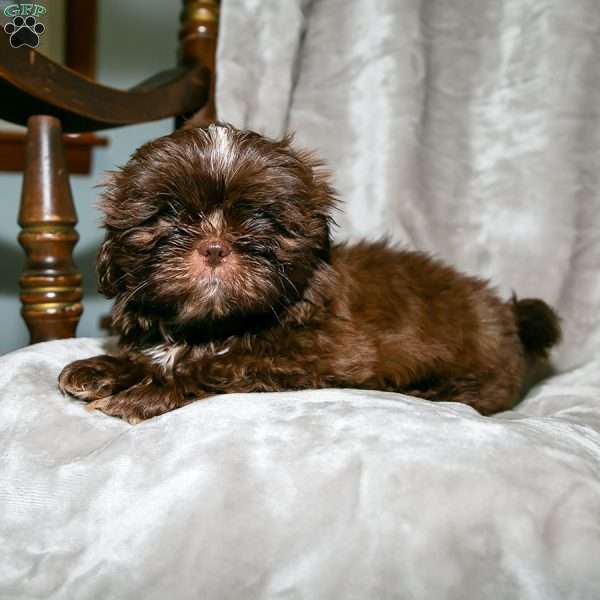 Cuddles, Shih Tzu Puppy